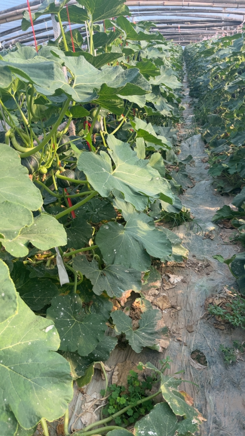 贝贝南瓜大量有货，质优价廉产地直供货源充足