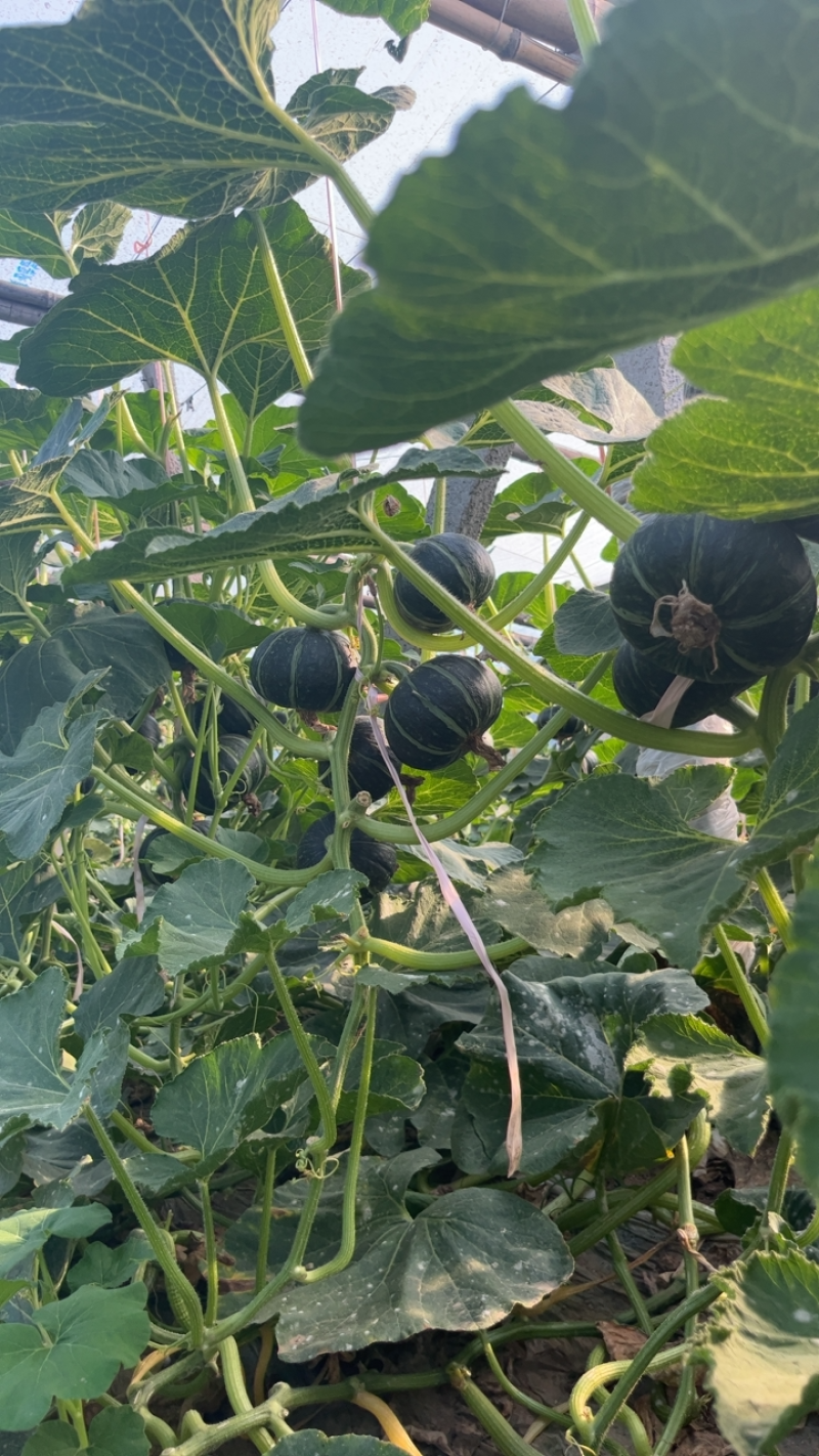 贝贝南瓜大量有货，质优价廉产地直供货源充足