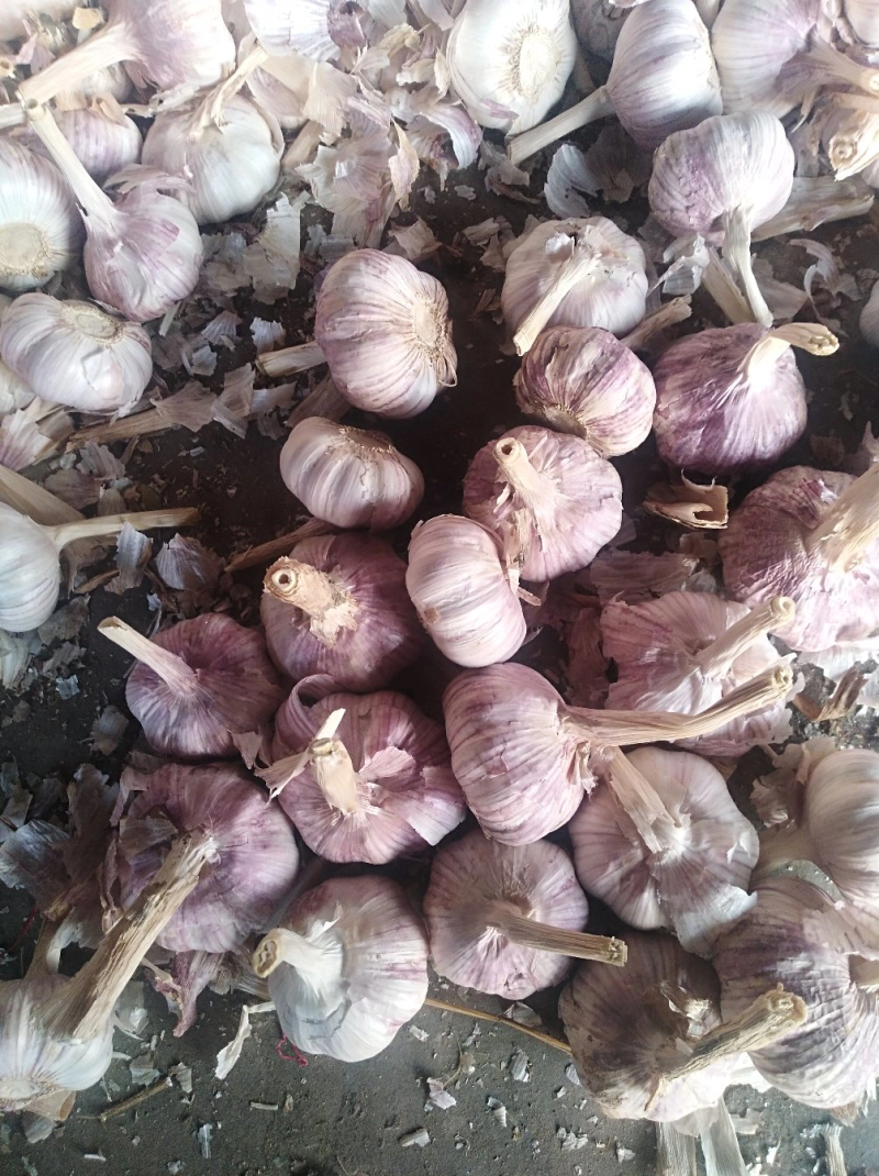 金乡大蒜紫皮蒜红皮蒜质量保障诚信合作视频看货等您来电
