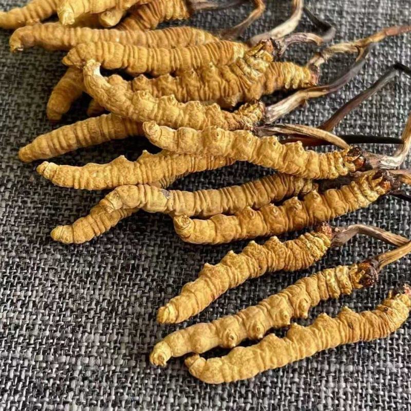 冬虫夏草，虫草，虫草！一包烟就换几根，量大从优！