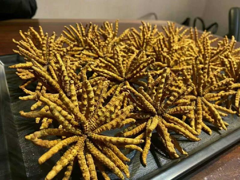 冬虫夏草，虫草，虫草！一包烟就换几根，量大从优！