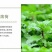 薄荷种子留兰香猫薄荷食用薄荷籽盆栽驱蚊四季开花易活室内花