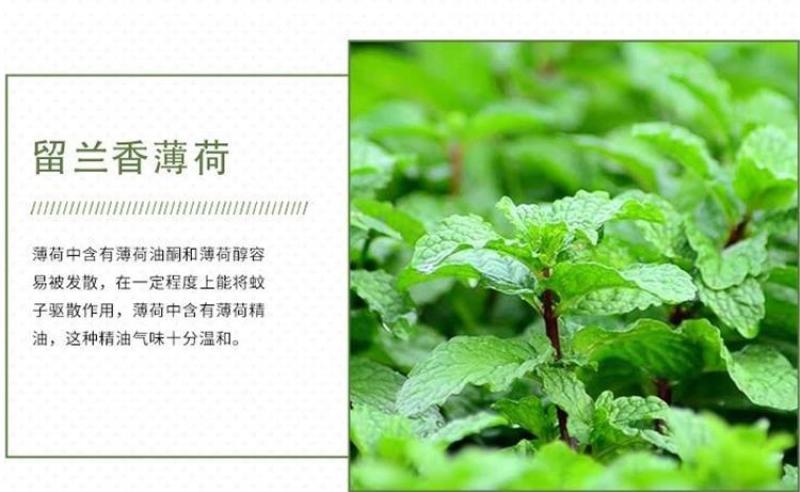 薄荷种子留兰香猫薄荷食用薄荷籽盆栽驱蚊四季开花易活室内花