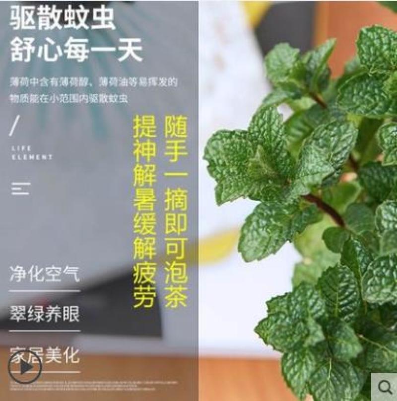 薄荷种子留兰香猫薄荷食用薄荷籽盆栽驱蚊四季开花易活室内花