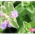 薄荷种子留兰香猫薄荷食用薄荷籽盆栽驱蚊四季开花易活室内花