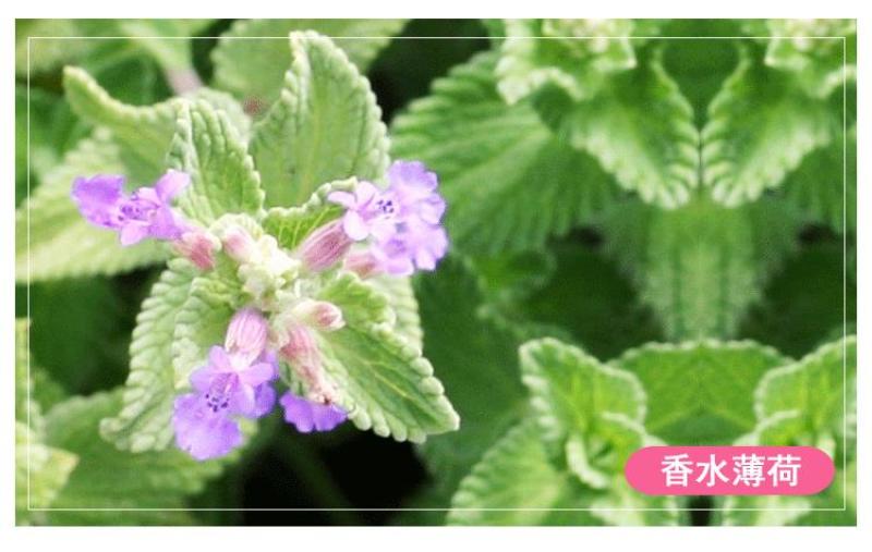 薄荷种子留兰香猫薄荷食用薄荷籽盆栽驱蚊四季开花易活室内花