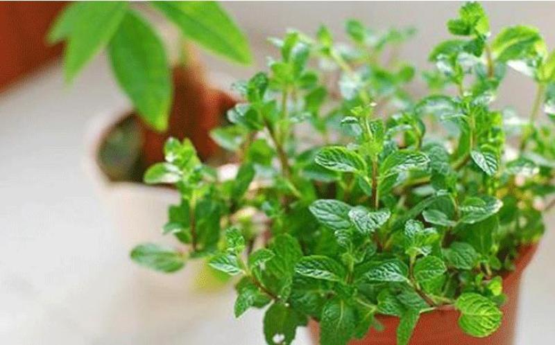 薄荷种子留兰香猫薄荷食用薄荷籽盆栽驱蚊四季开花易活室内花