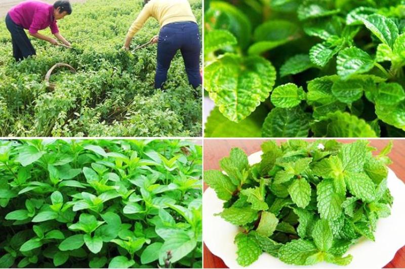 薄荷种子留兰香猫薄荷食用薄荷籽盆栽驱蚊四季开花易活室内花