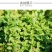 薄荷种子留兰香猫薄荷食用薄荷籽盆栽驱蚊四季开花易活室内花