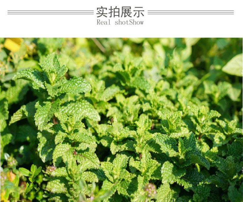 薄荷种子留兰香猫薄荷食用薄荷籽盆栽驱蚊四季开花易活室内花