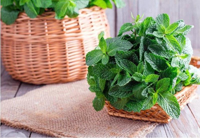 薄荷种子留兰香猫薄荷食用薄荷籽盆栽驱蚊四季开花易活室内花