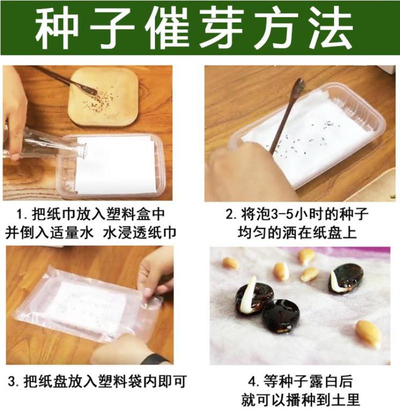 薄荷种子留兰香猫薄荷食用薄荷籽盆栽驱蚊四季开花易活室内花