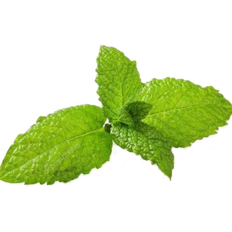薄荷种子留兰香猫薄荷食用薄荷籽盆栽驱蚊四季开花易活室内花