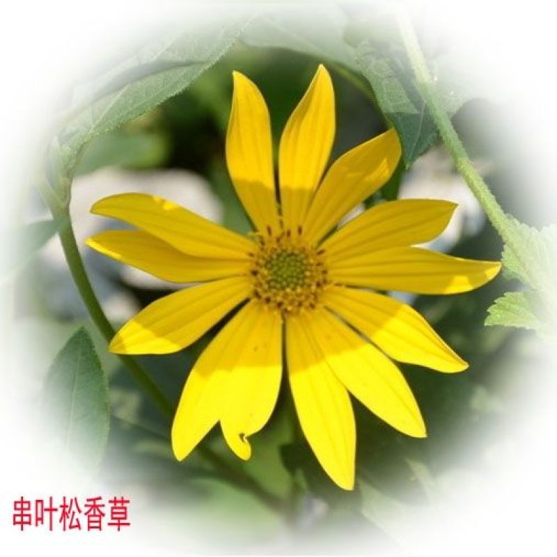 串叶松香草种子多年生猪牛羊鹅畜禽牧草籽香槟菊花草牧草