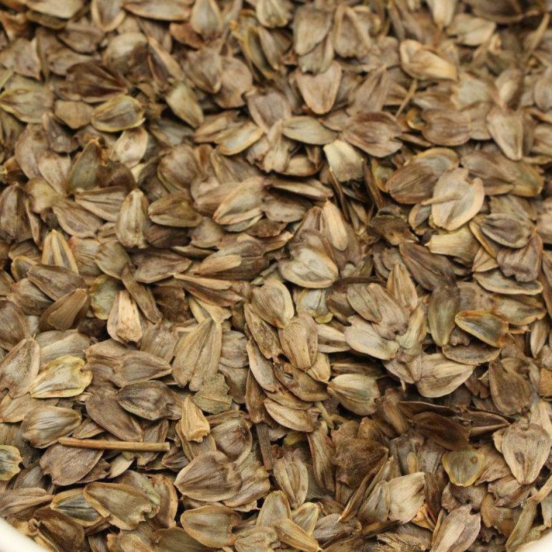 串叶松香草种子多年生猪牛羊鹅畜禽牧草籽香槟菊花草牧草