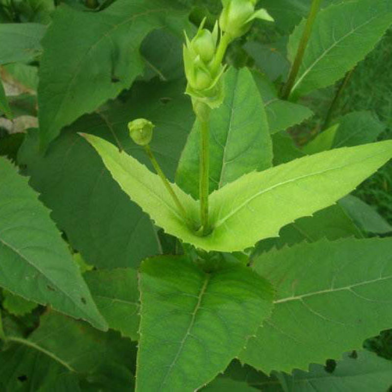 串叶松香草种子多年生猪牛羊鹅畜禽牧草籽香槟菊花草牧草