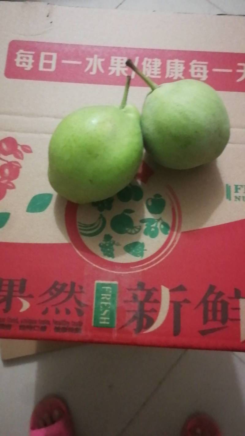 陕西蒲城早熟梨青皮早酥梨，绿皮梨，大量上市