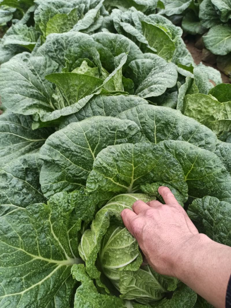 白菜大量上市，质量好
