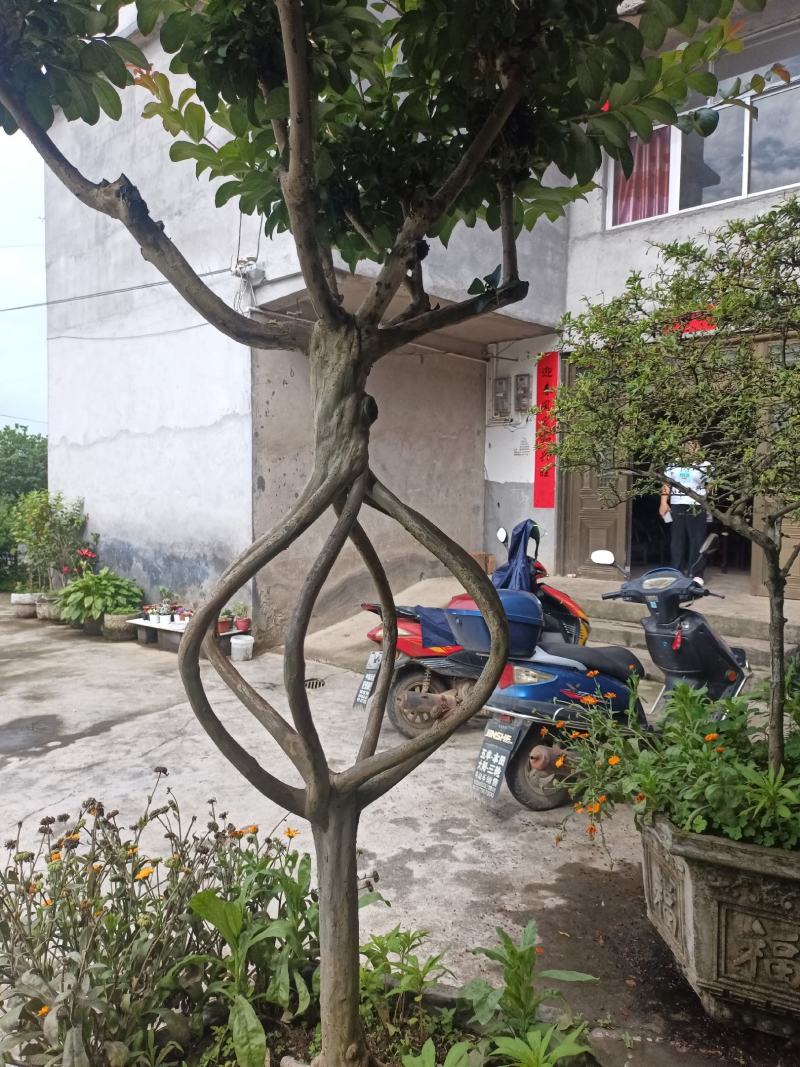 白菜大量上市，质量好