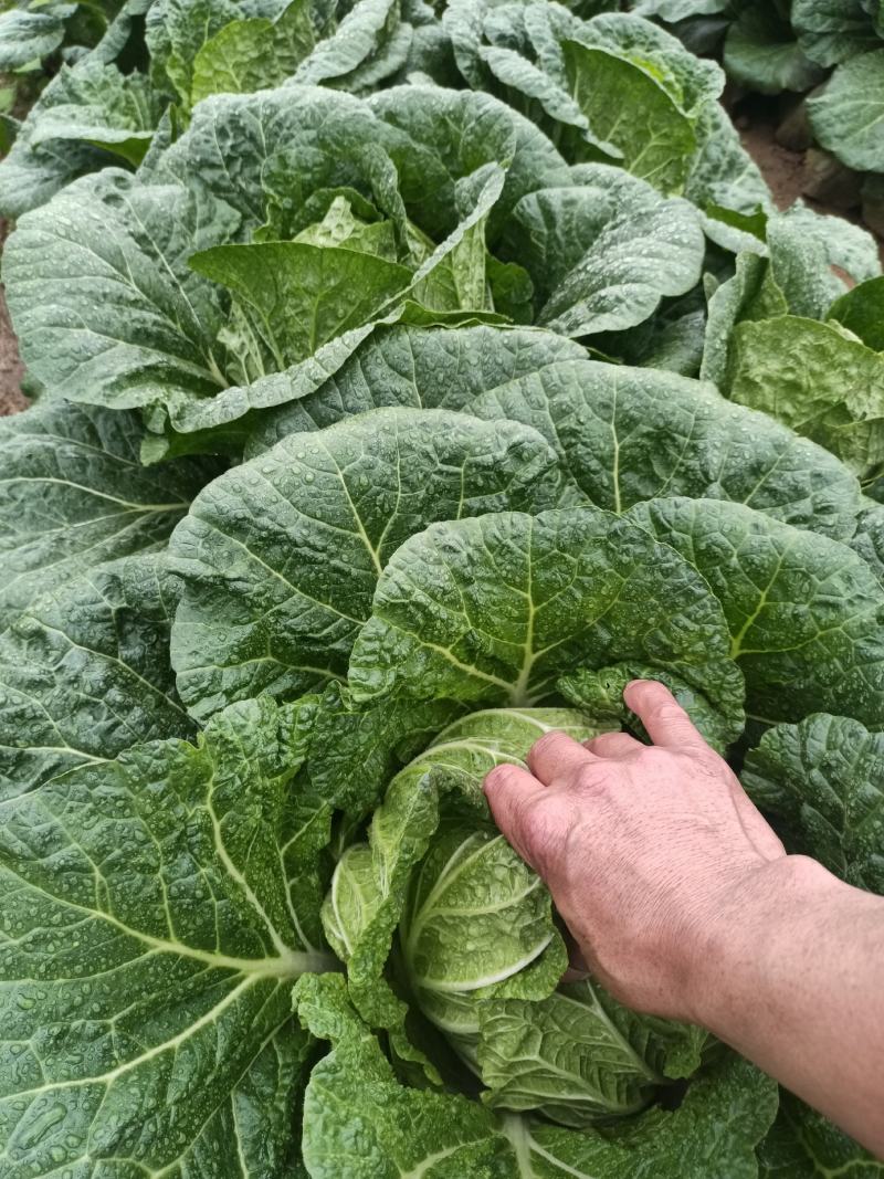 白菜大量上市，质量好