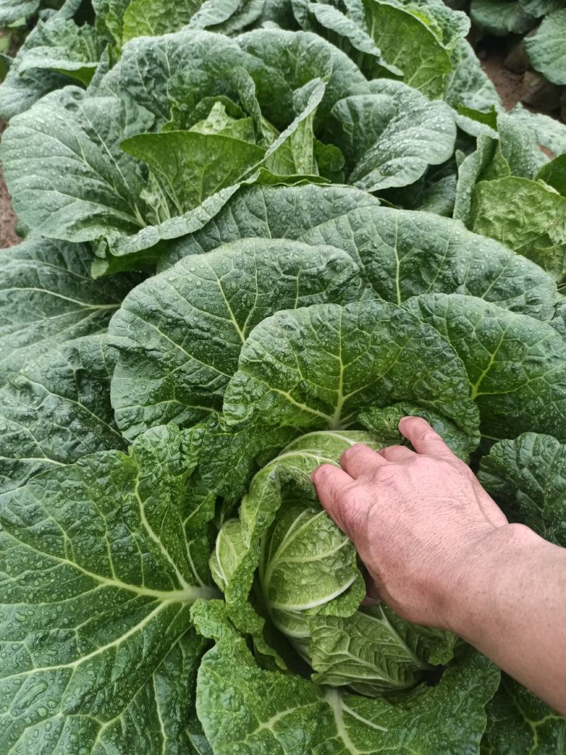 白菜大量上市，质量好