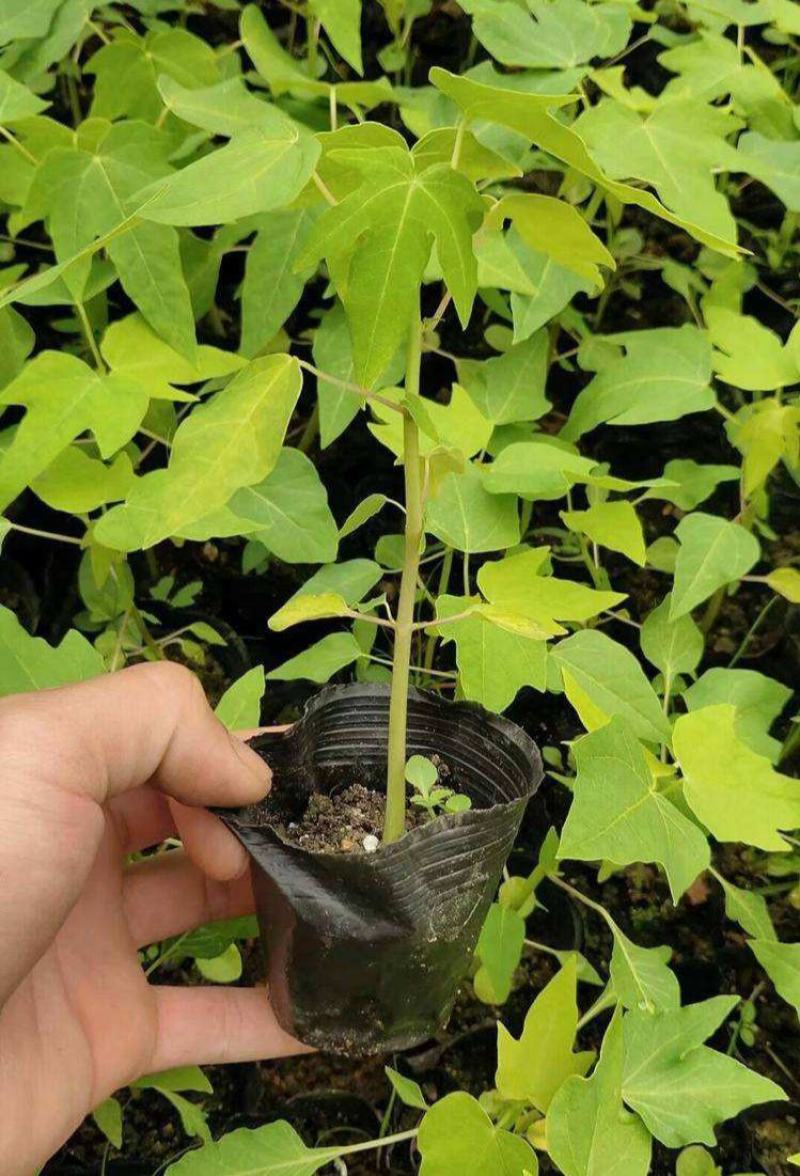 木瓜苗四季矮化大青大种木瓜树苗南方盆栽地栽种植