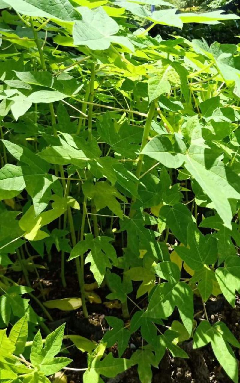 木瓜苗四季矮化大青大种木瓜树苗南方盆栽地栽种植