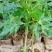 木瓜苗四季矮化大青大种木瓜树苗南方盆栽地栽种植