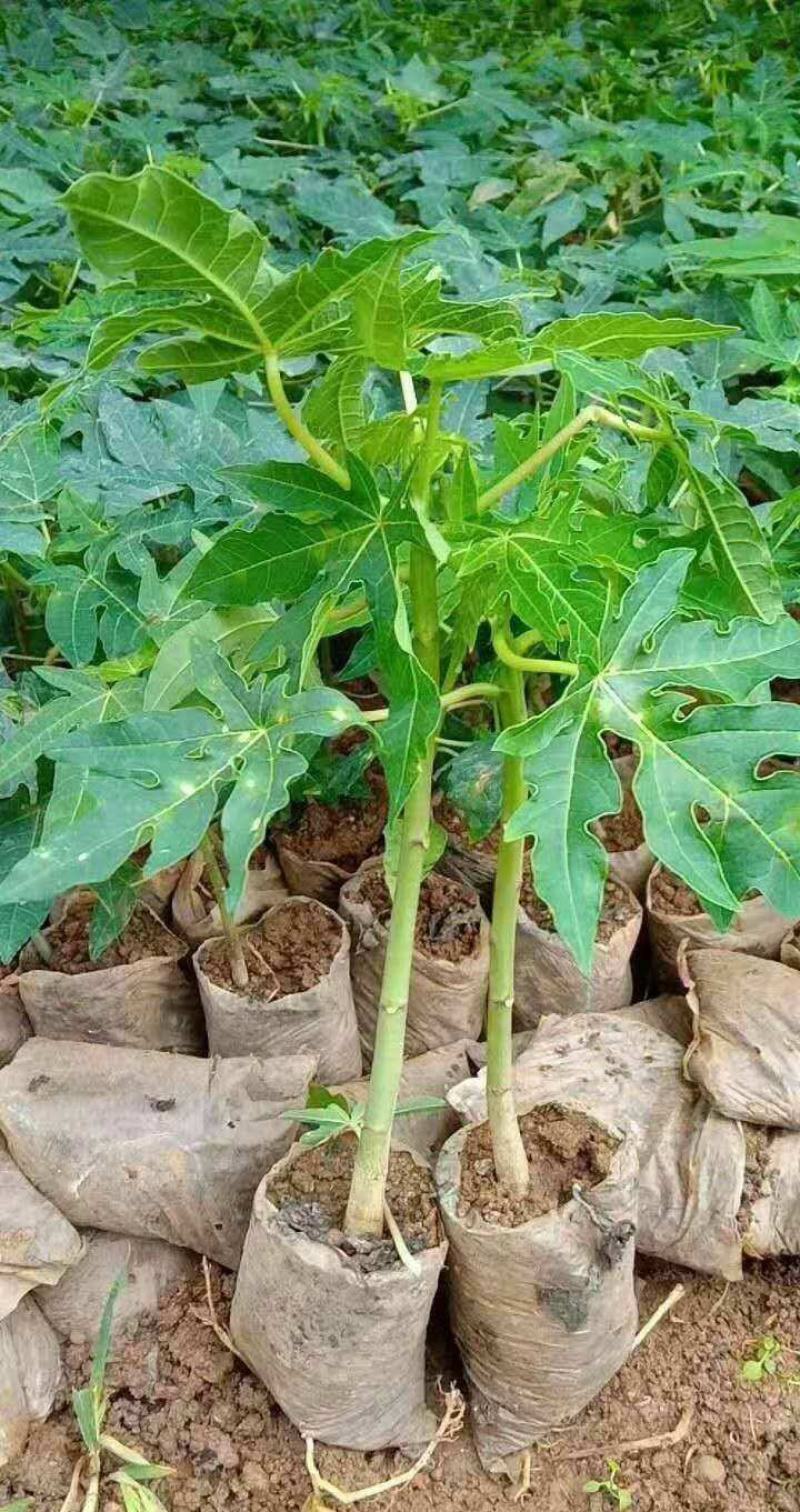 木瓜苗四季矮化大青大种木瓜树苗南方盆栽地栽种植