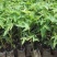 木瓜苗四季矮化大青大种木瓜树苗南方盆栽地栽种植