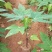 木瓜苗四季矮化大青大种木瓜树苗南方盆栽地栽种植