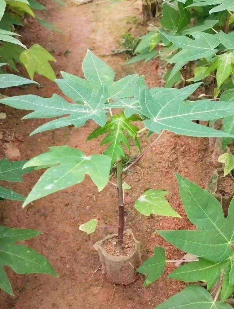 木瓜苗四季矮化大青大种木瓜树苗南方盆栽地栽种植