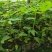 木瓜苗四季矮化大青大种木瓜树苗南方盆栽地栽种植