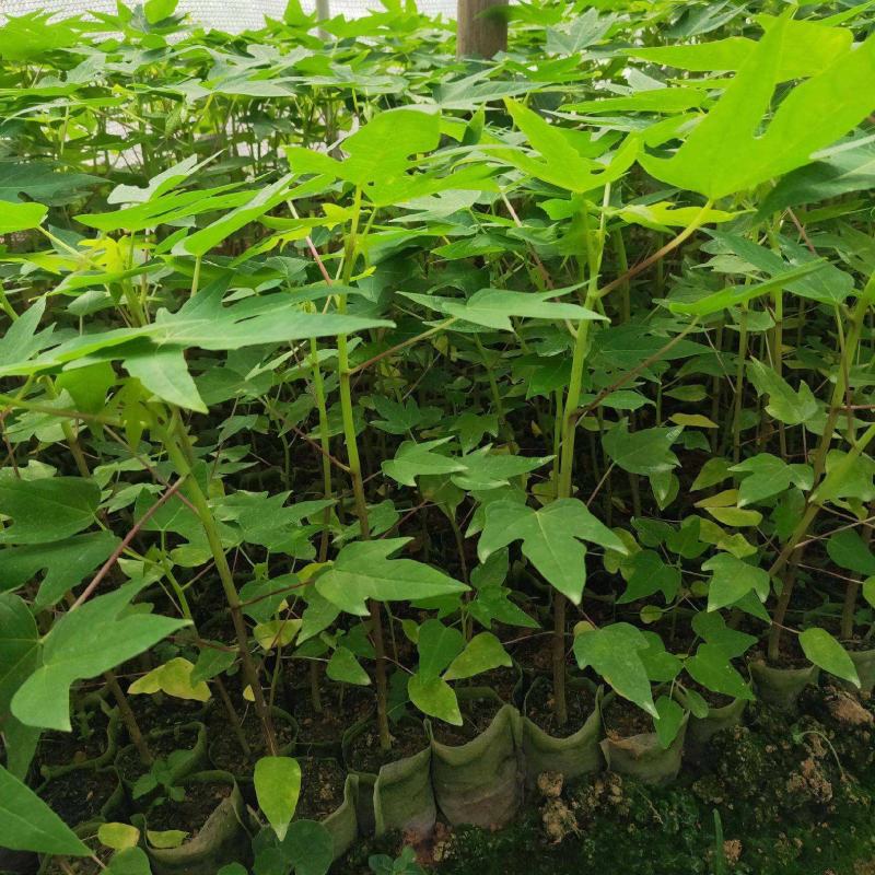 木瓜苗四季矮化大青大种木瓜树苗南方盆栽地栽种植