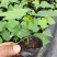 木瓜苗四季矮化大青大种木瓜树苗南方盆栽地栽种植