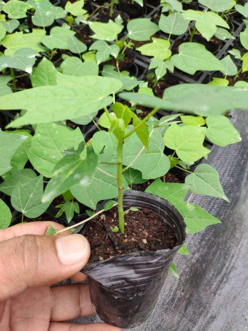 木瓜苗四季矮化大青大种木瓜树苗南方盆栽地栽种植