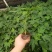木瓜苗四季矮化大青大种木瓜树苗南方盆栽地栽种植