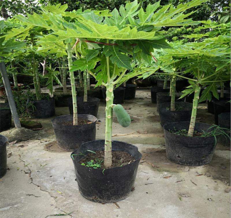 木瓜苗四季矮化大青大种木瓜树苗南方盆栽地栽种植