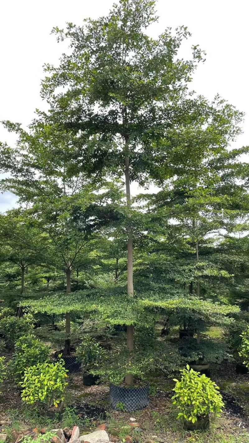 小叶揽仁各种规格都有欢迎各位老板来咨询