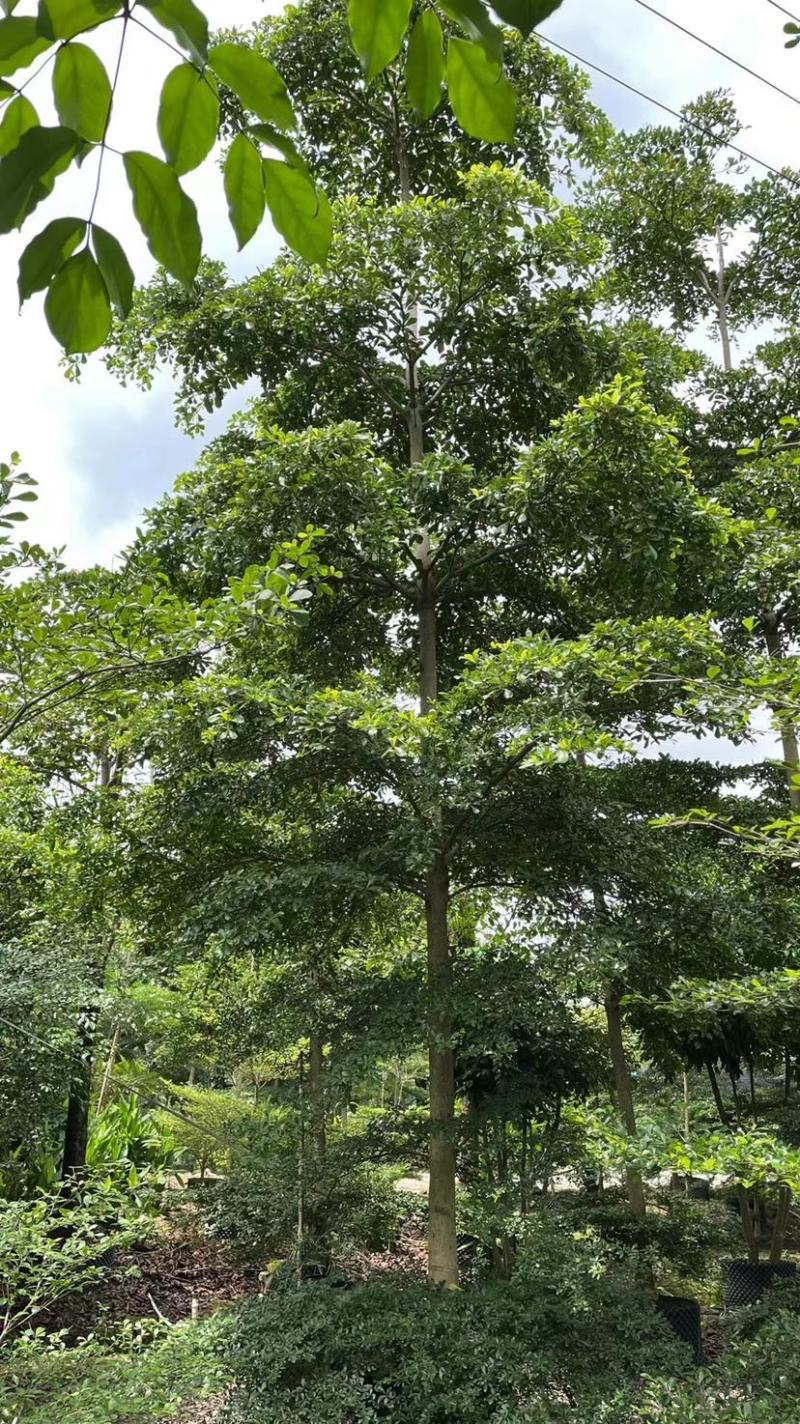 小叶揽仁各种规格都有欢迎各位老板来咨询