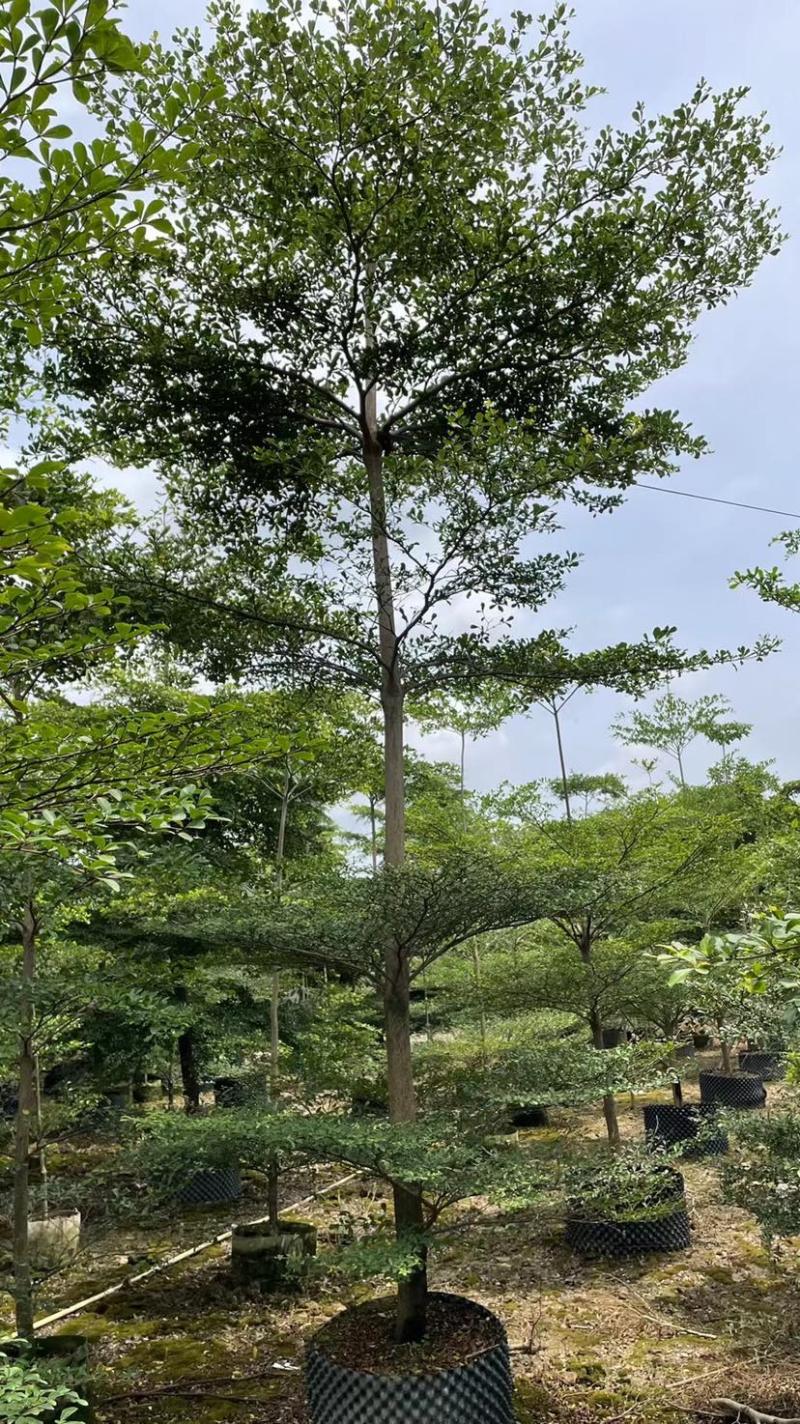 小叶揽仁各种规格都有欢迎各位老板来咨询