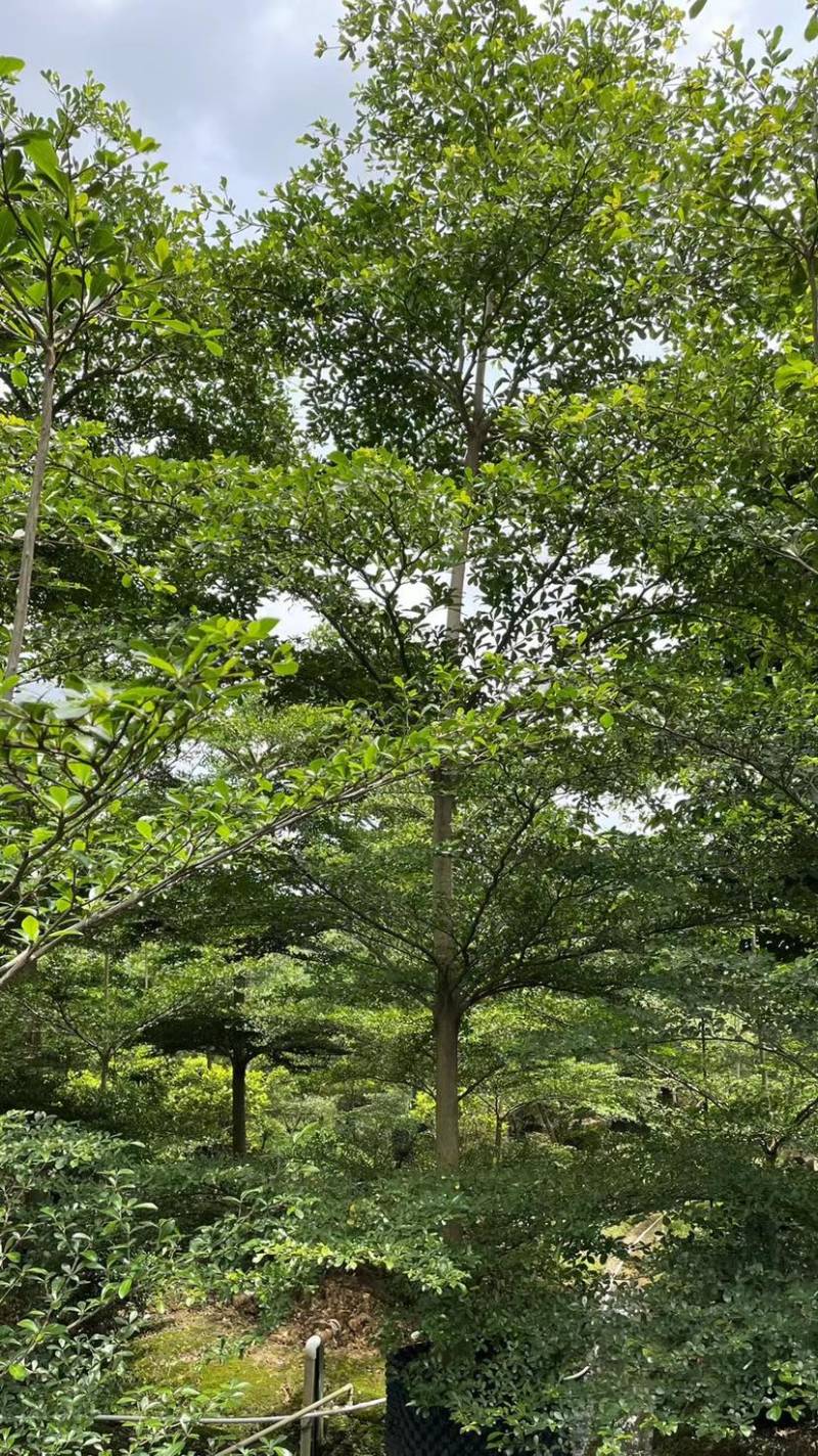 小叶揽仁各种规格都有欢迎各位老板来咨询