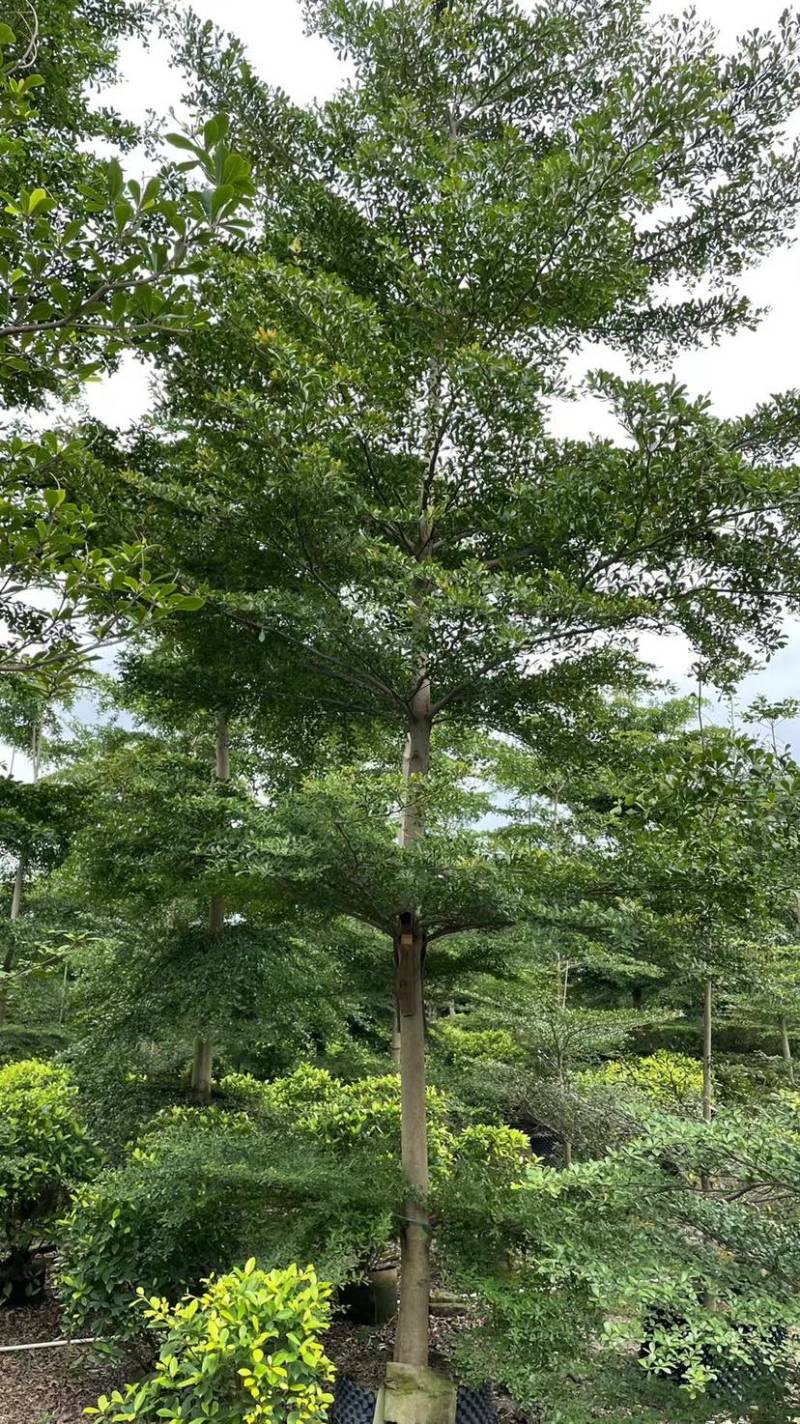 小叶揽仁各种规格都有欢迎各位老板来咨询