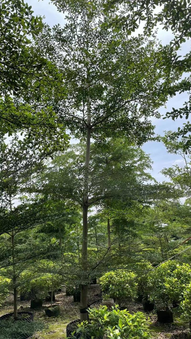 小叶揽仁各种规格都有欢迎各位老板来咨询