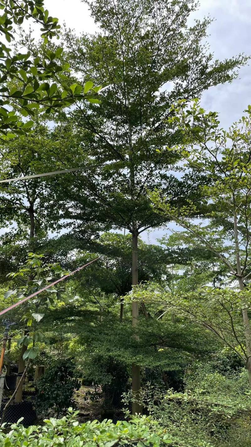 小叶揽仁各种规格都有欢迎各位老板来咨询