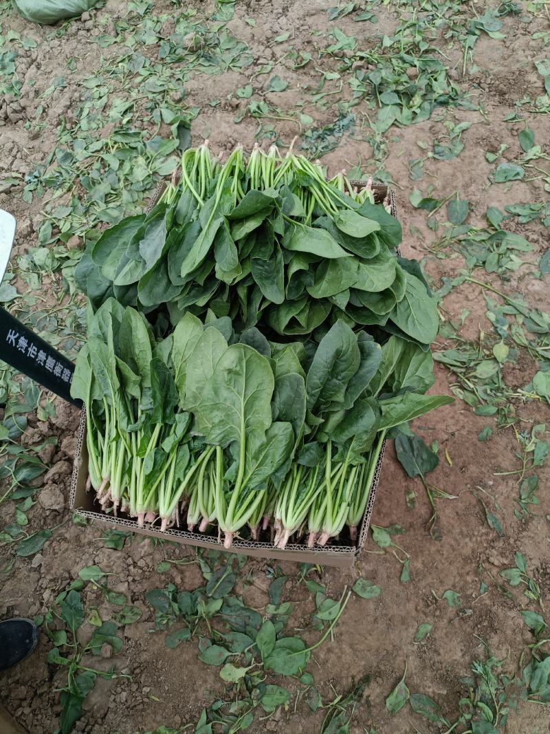 宁夏精品菠菜