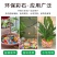 多肉铺面石花盆栽花卉装饰彩石子园艺彩色小石头鱼缸造景五彩