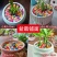 多肉铺面石花盆栽花卉装饰彩石子园艺彩色小石头鱼缸造景五彩