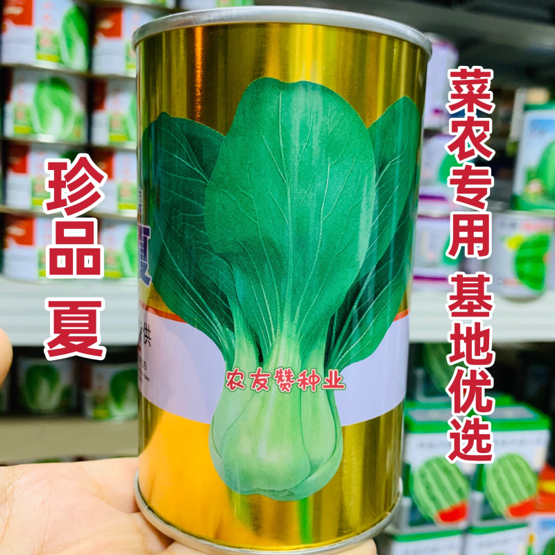 菜农专用晓富青梗菜种子珍品夏青梗菜一代交配基地优选