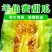 【优选商家】精品甜瓜，博洋99161羊角脆欢迎来电